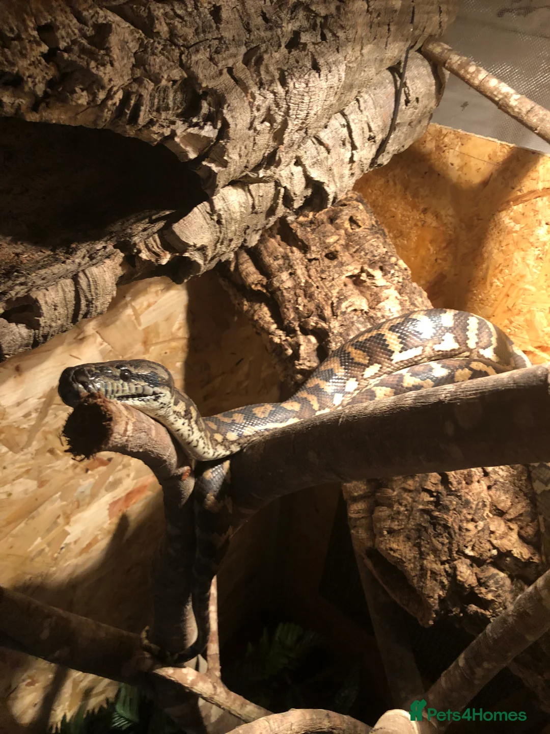 Python Snake reptiles for sale: Carpet Python - Advert 3