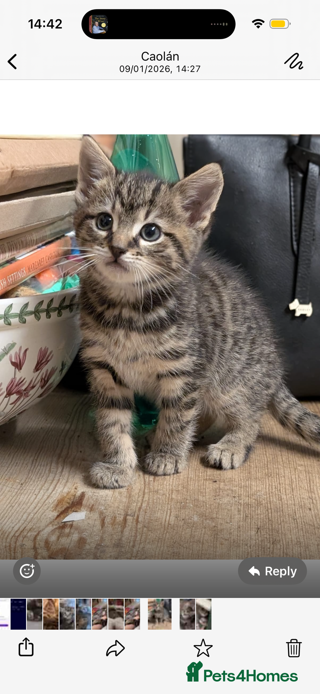 Bengal cats for sale: Half Bengal Kittens - Advert 2