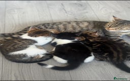 Mixed Breed cats for sale: Kittens for sale.  - Image 1