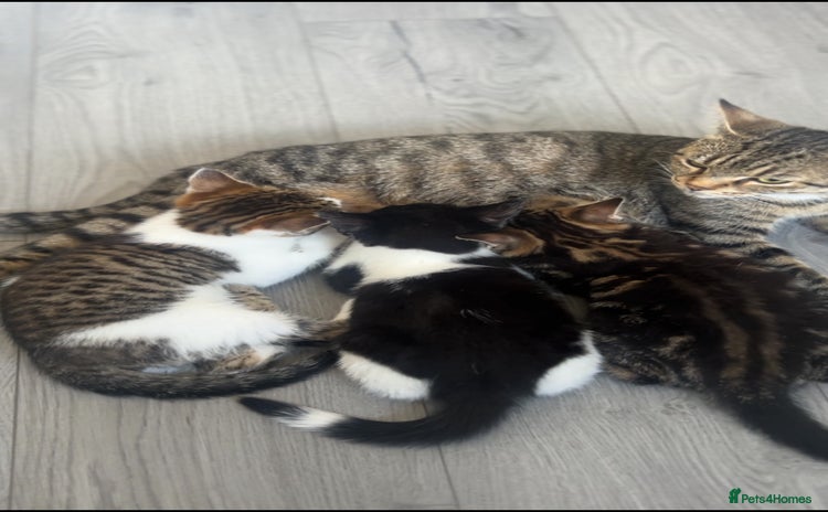 Mixed Breed cats - Advert 2