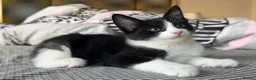 Mixed Breed cats for sale: Maine Coon Mixed Kittens Tabby & Tuxedo Richmond - Advert 11