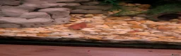 Plecos fish for sale: Young bristlenose pleco - Advert 1