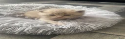 Brazilian Shorthair cats for sale: Beautiful bsh kittens blue and lilac - Advert 1