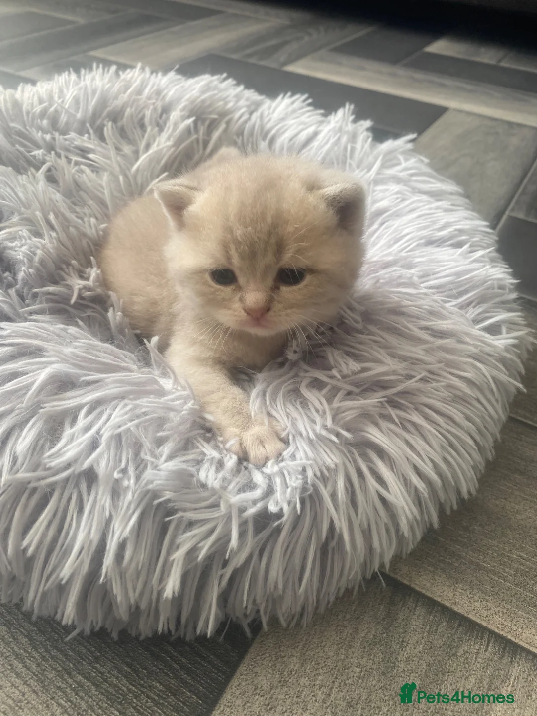 Brazilian Shorthair cats for sale: Beautiful bsh kittens blue and lilac - Advert 1