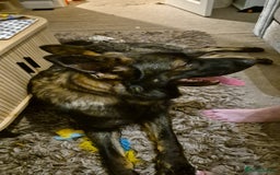German Shepherd dogs for sale: Loving German shepherd  - Image 4