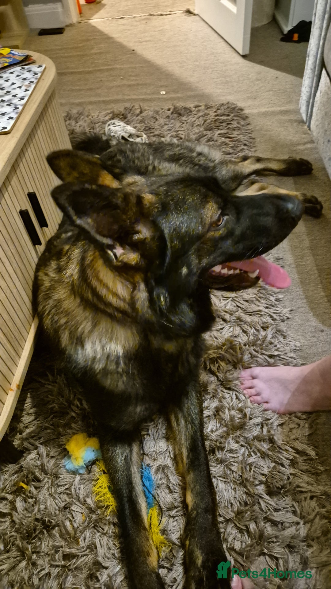 German Shepherd dogs for sale: Loving German shepherd  - Image 4