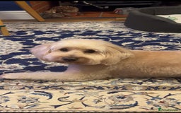 Mixed Breed dogs for sale: Gorgeous Coton noodle Boy - Image 2