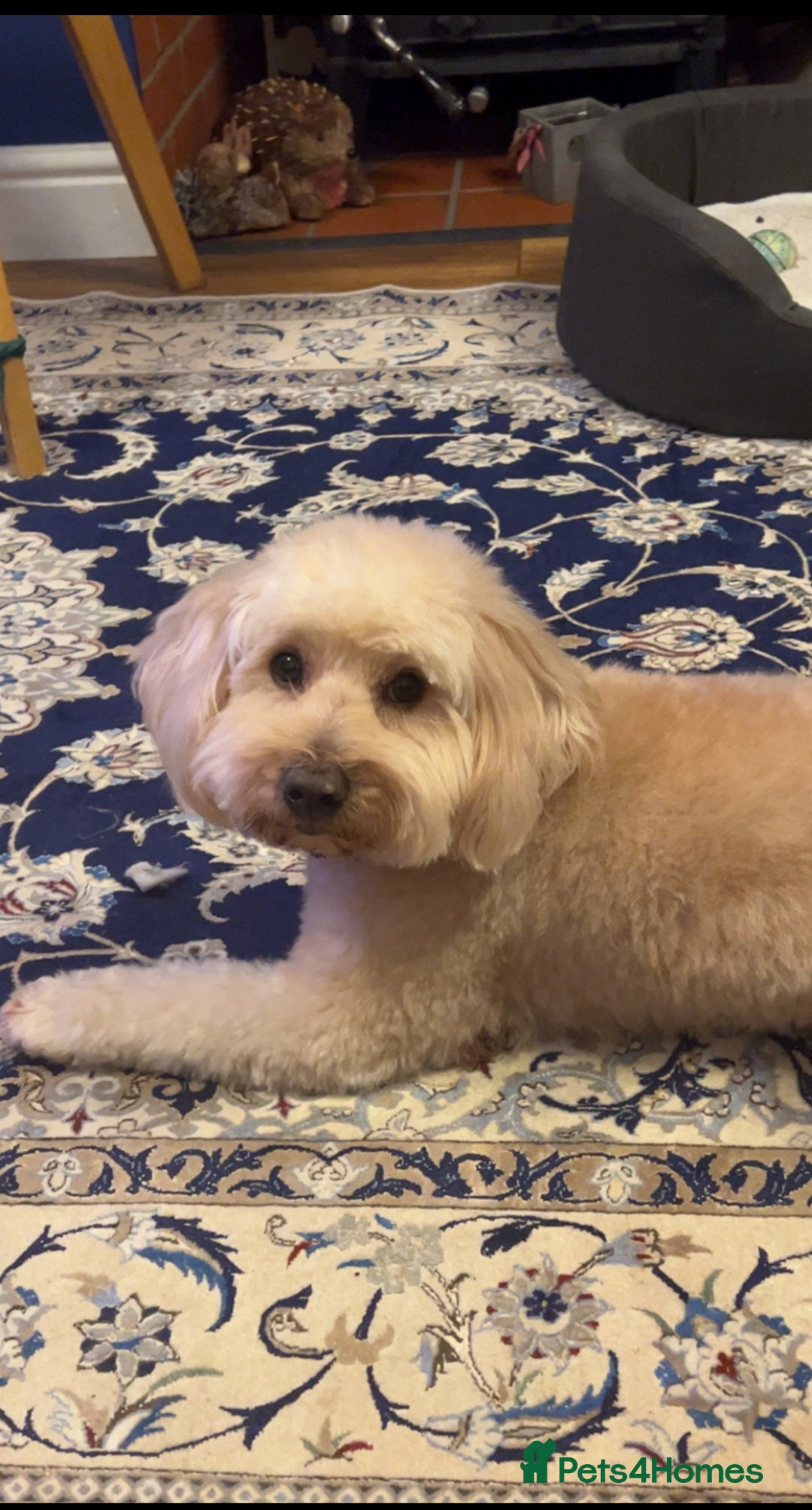 Mixed Breed dogs for sale: Gorgeous Coton noodle Boy - Image 2