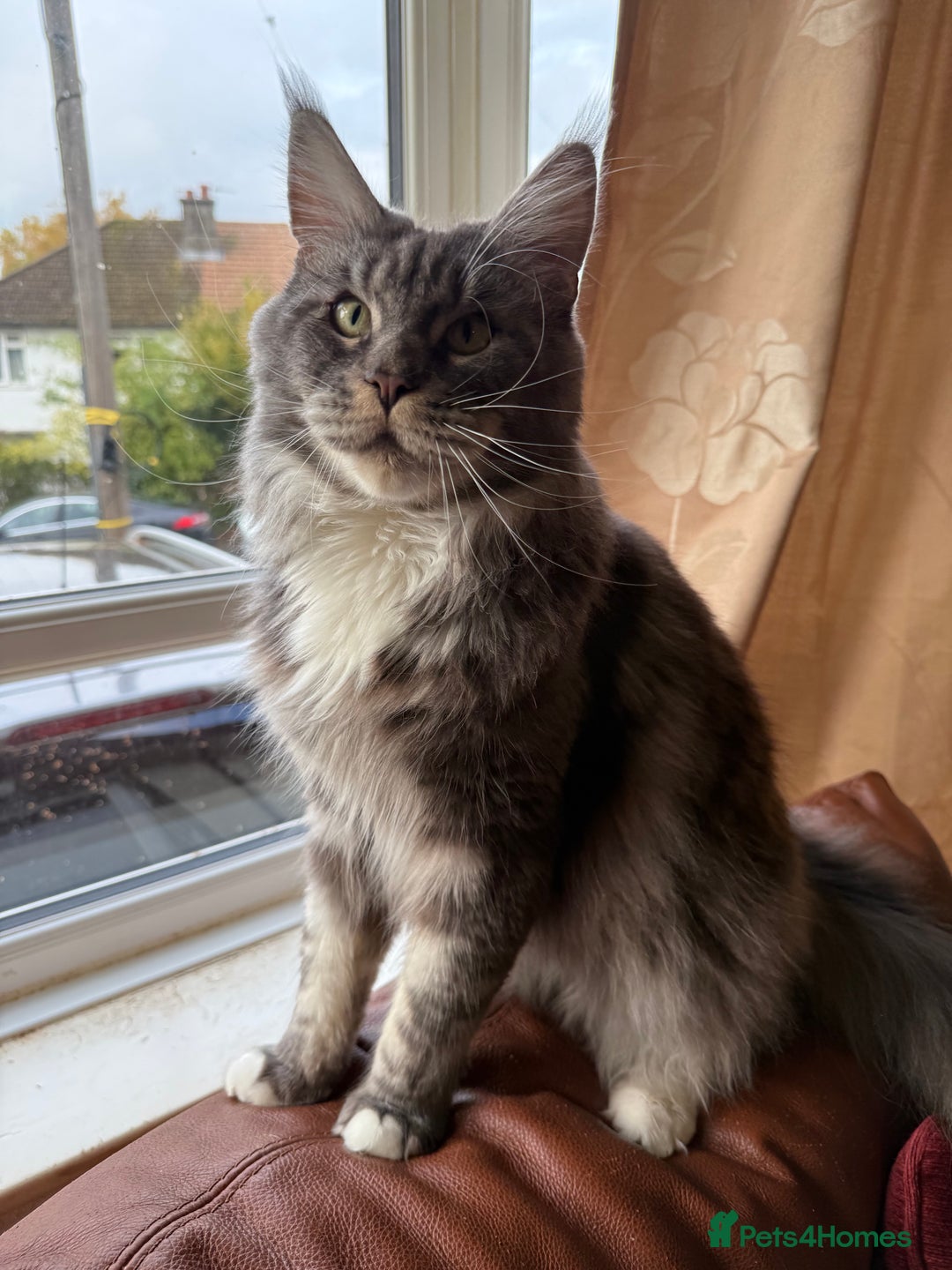 Maine Coon cats for sale: GCCF Pedigree Russian line Maine Coon - Advert 32