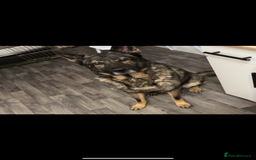 German Shepherd dogs for sale: Male sable shepherd  - Image 1