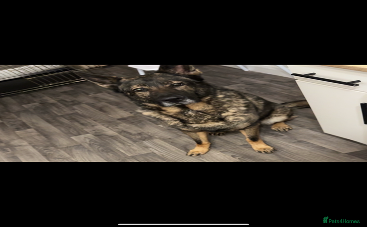 German Shepherd dogs - Advert 6