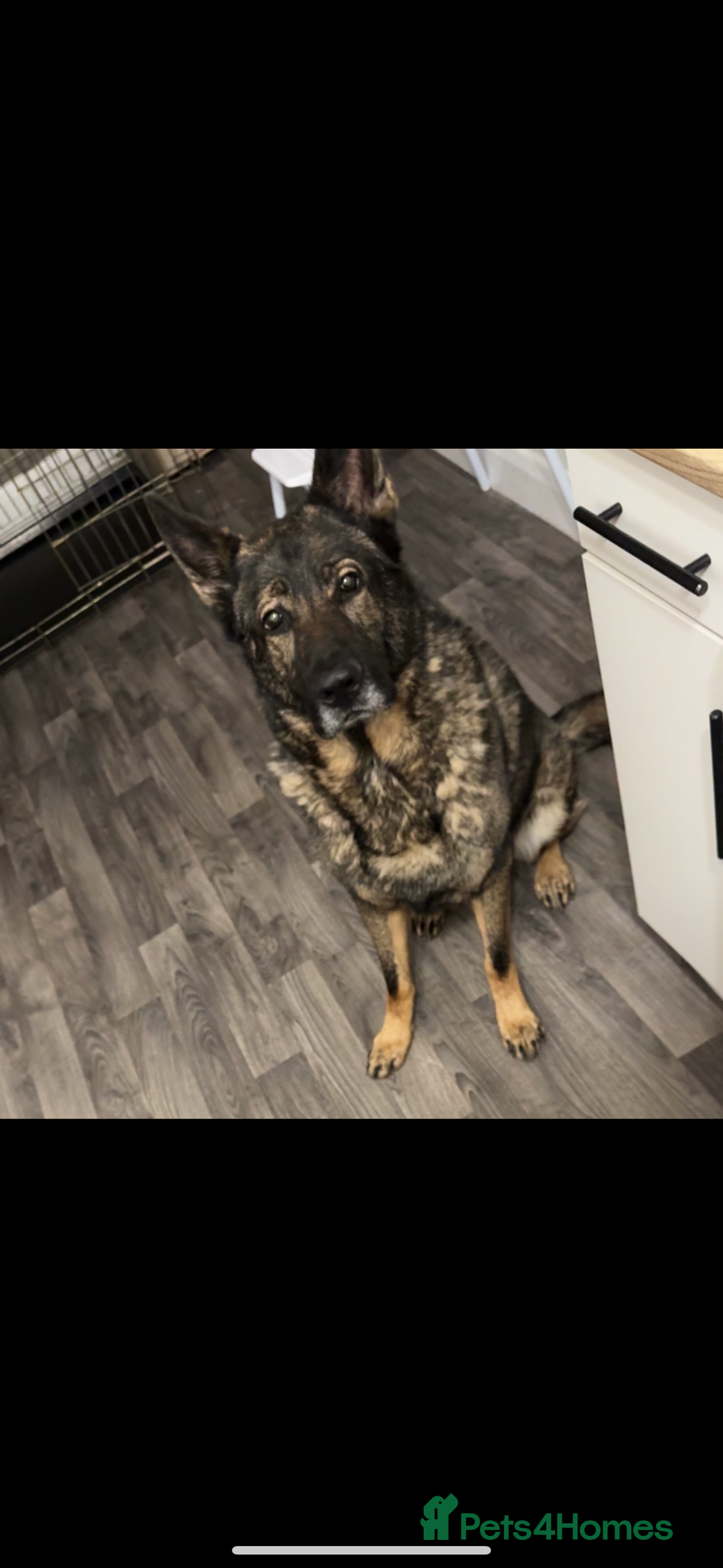 German Shepherd dogs for sale: Male sable shepherd  - Image 1