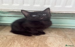 Mixed Breed cats for sale: 2 female kittens looking for new home - Image 2