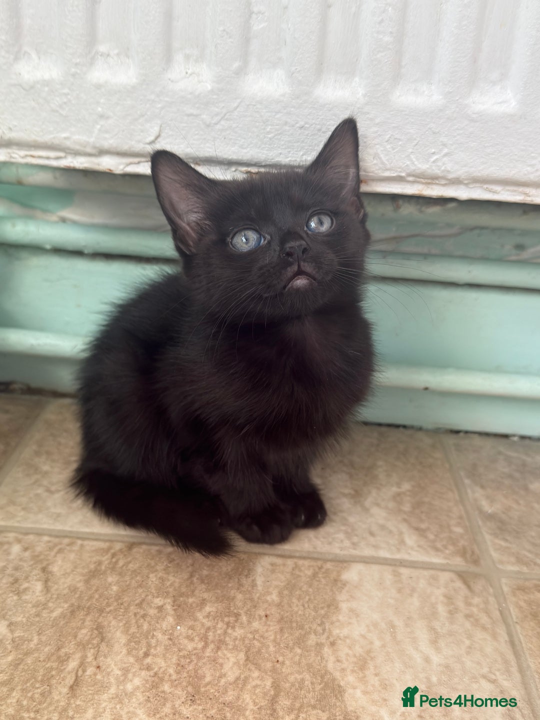 Mixed Breed cats for sale: 2 female kittens looking for new home - Image 2