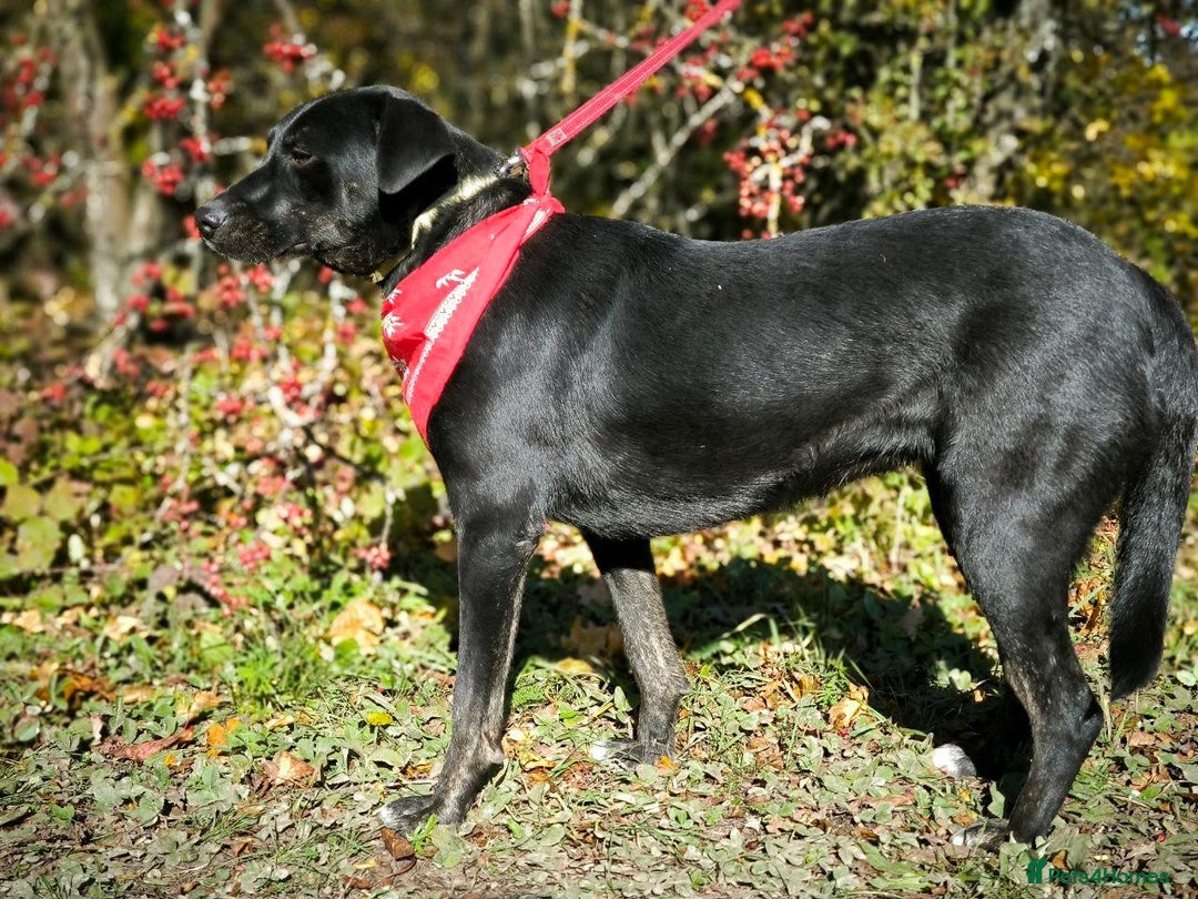Mixed Breed dogs for adoption: 💖🐶 BLACKY 🐶💖 - Advert 10