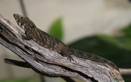 Gecko reptiles for sale: Eurydactylodes Viellardi - Chameleon Gecko - Image 15