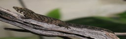 Gecko reptiles for sale: Eurydactylodes Viellardi - Chameleon Gecko - Advert 7