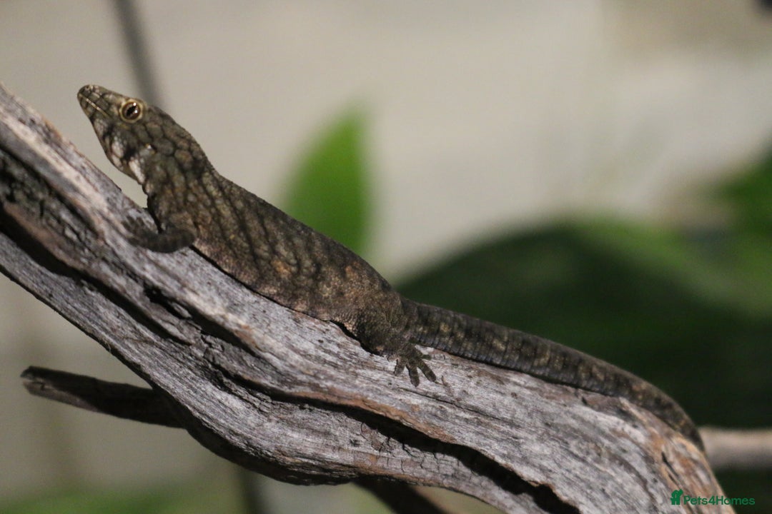 Gecko reptiles for sale: Eurydactylodes Viellardi - Chameleon Gecko - Image 15