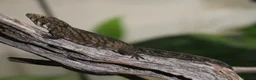 Gecko reptiles for sale: Eurydactylodes Viellardi - Chameleon Gecko - Advert 7