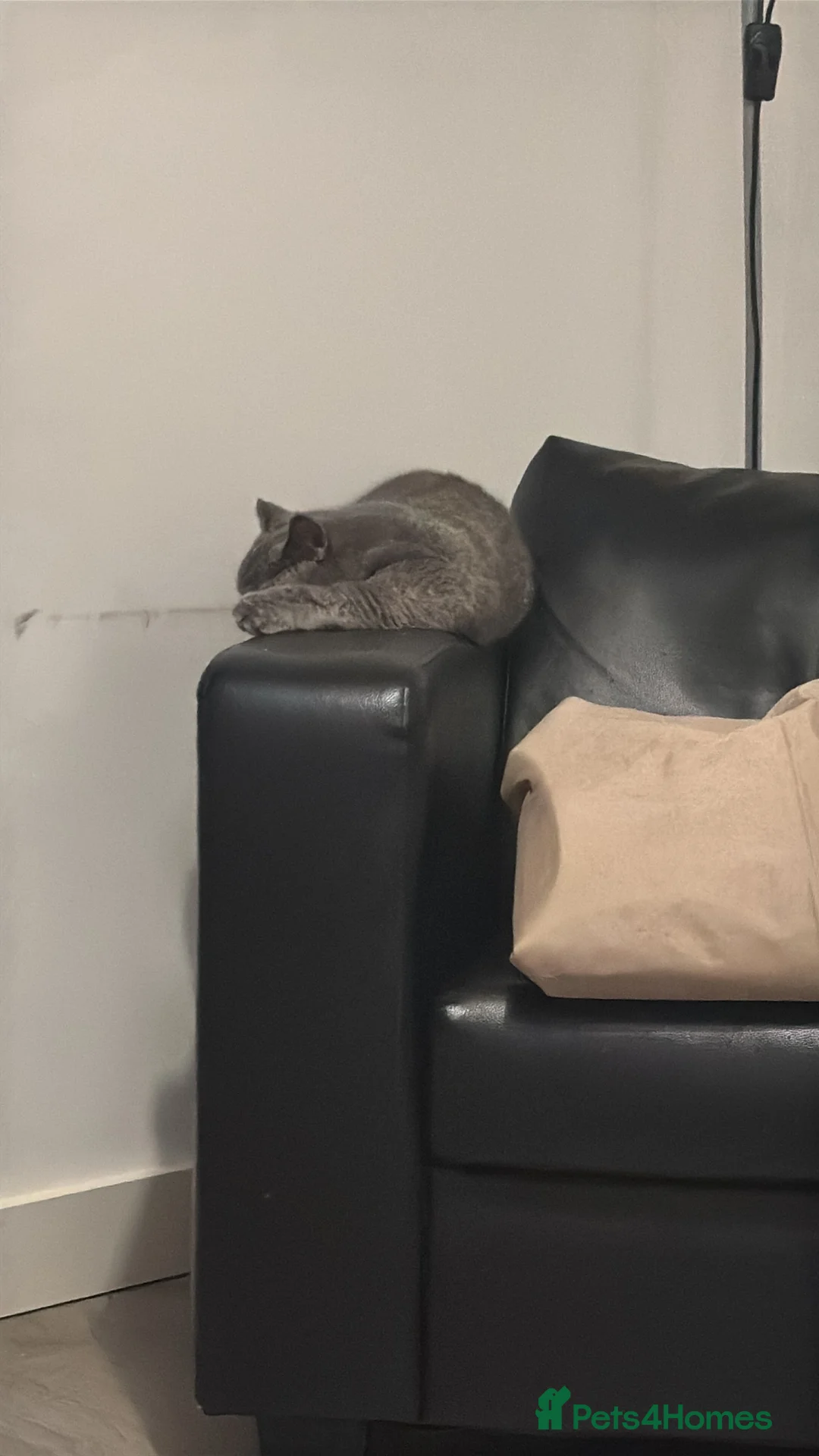 British Shorthair cats for sale: Betty and Wand  - Advert 12