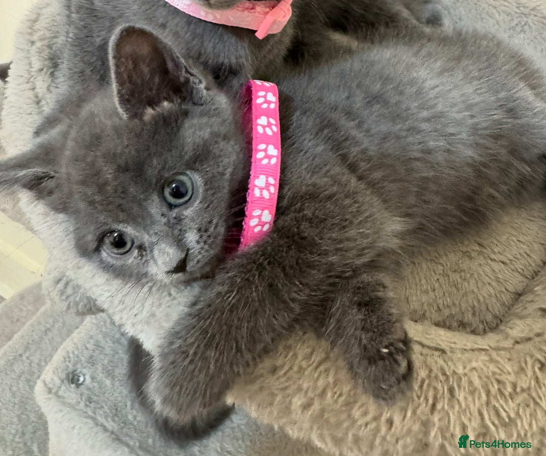 Russian Blue cats for sale: Russian Blue kittens - Advert 8