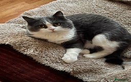 Ragdoll cats for sale: 7yr old Brothers need new home!! - Image 10