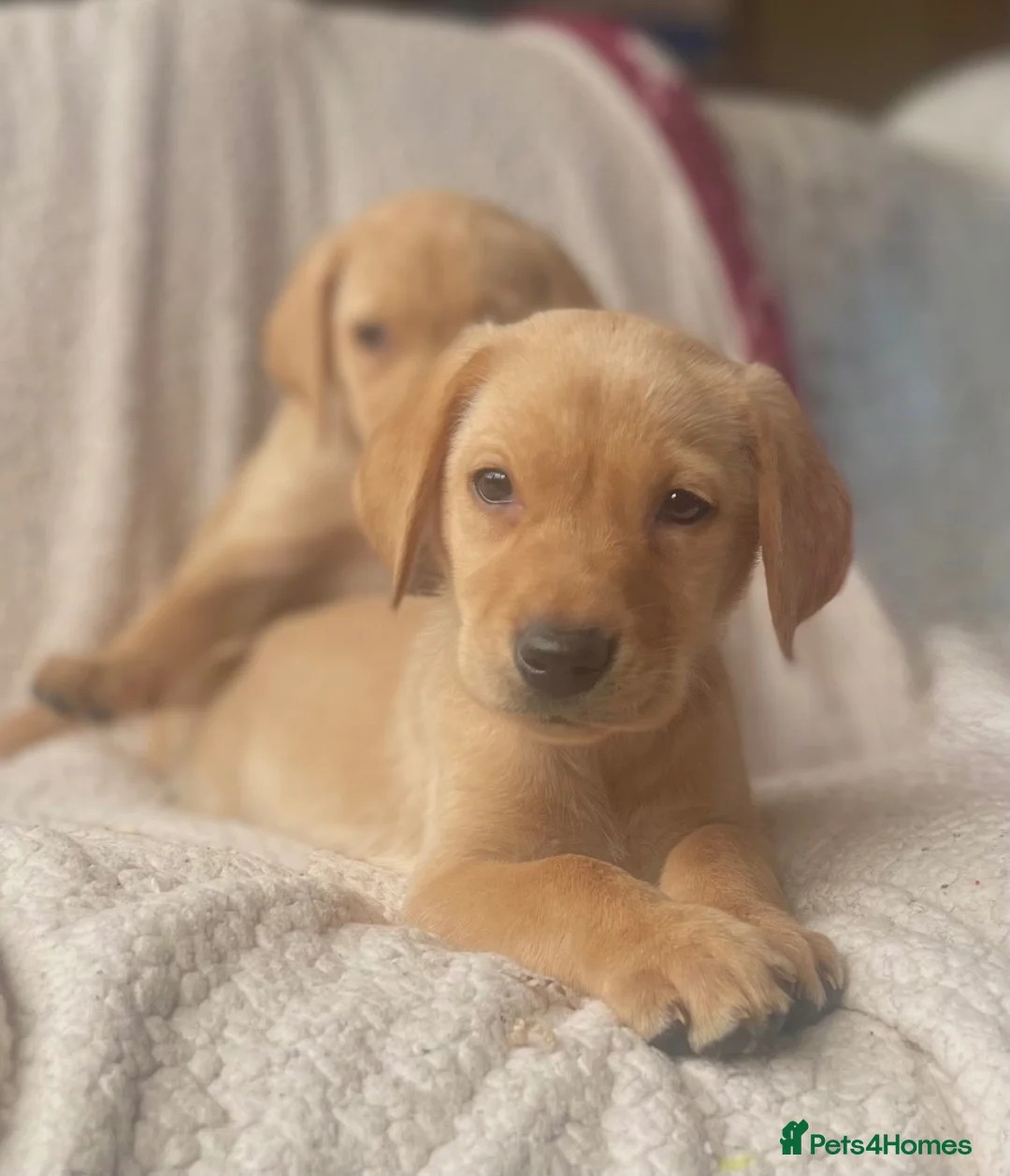 Labrador Retriever dogs for sale: 1 pedigree Labrador boy - Advert 5