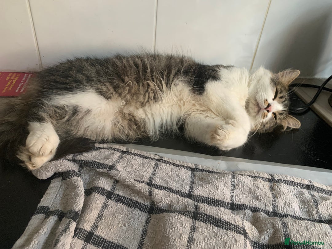 Mixed Breed cats for sale: Maincoon x Scottish fold  - Image 32