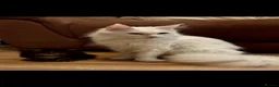 Maine Coon cats for sale: GCCF Silver Classic Maine Coon Kittens - Advert 11
