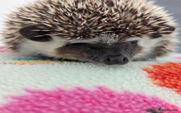Pygmy Hedgehog rodents for sale: REDUCED PRICE!!! Gorgeous Hoglets/ READY NOW!!!! - Image 16