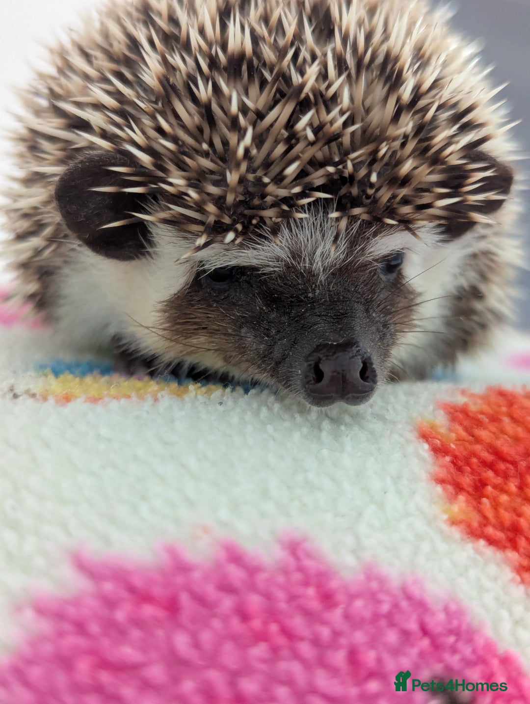 Pygmy Hedgehog rodents for sale: REDUCED PRICE!!! Gorgeous Hoglets/ READY NOW!!!! - Image 16