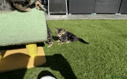 Bengal cats for sale: Bengal Cloud kittens / Maine coon - Image 15