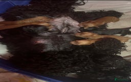 Cockapoo dogs for sale: Stunning F2 cockapoo pups  - Advert 13