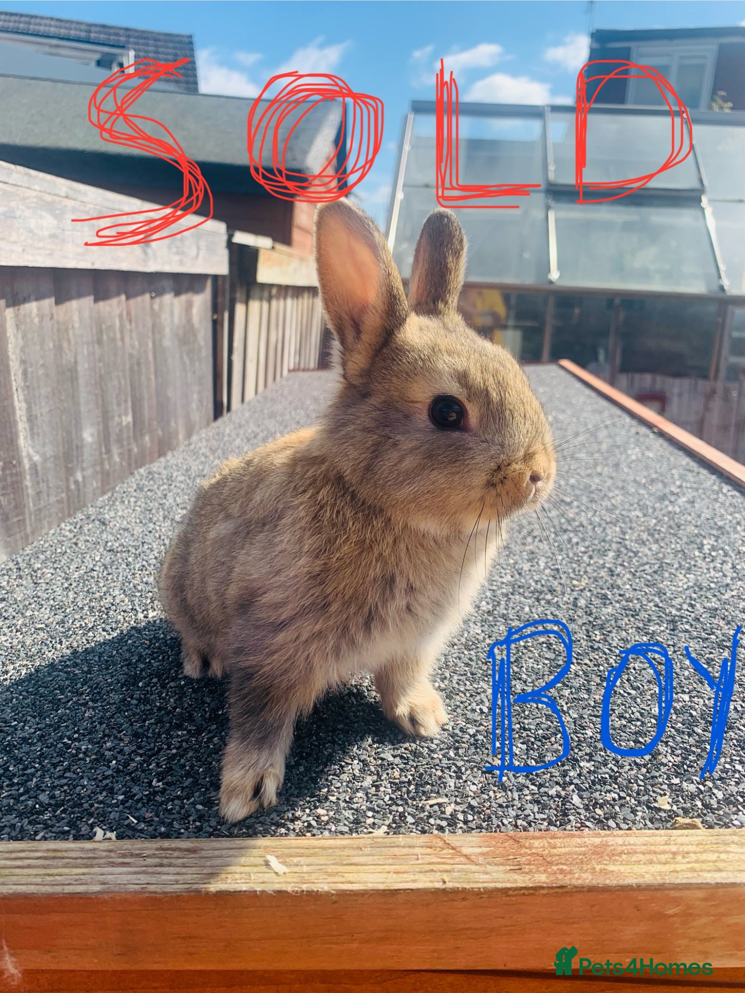 Netherland Dwarf rabbits Netherland Dwarf Cross Baby Rabbits  - Advert 2