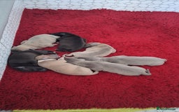 Whippet dogs for sale: 3/4 Whippet 1/4 Italian greyhound  - Image 5