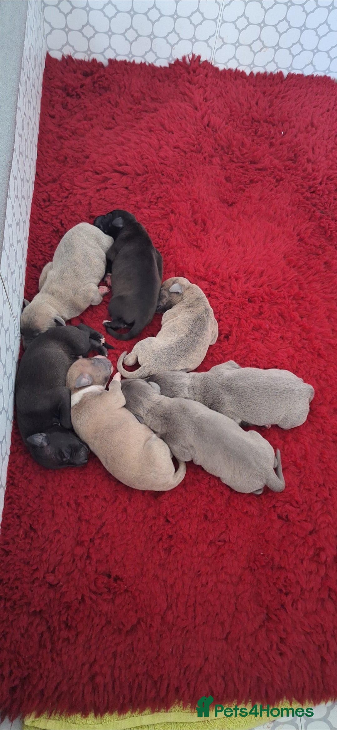 Whippet dogs for sale: 3/4 Whippet 1/4 Italian greyhound  - Image 5