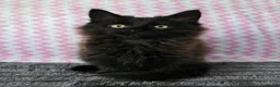 Maine Coon cats for sale: Gorgeous, sociable maine coon kittens  - Advert 21