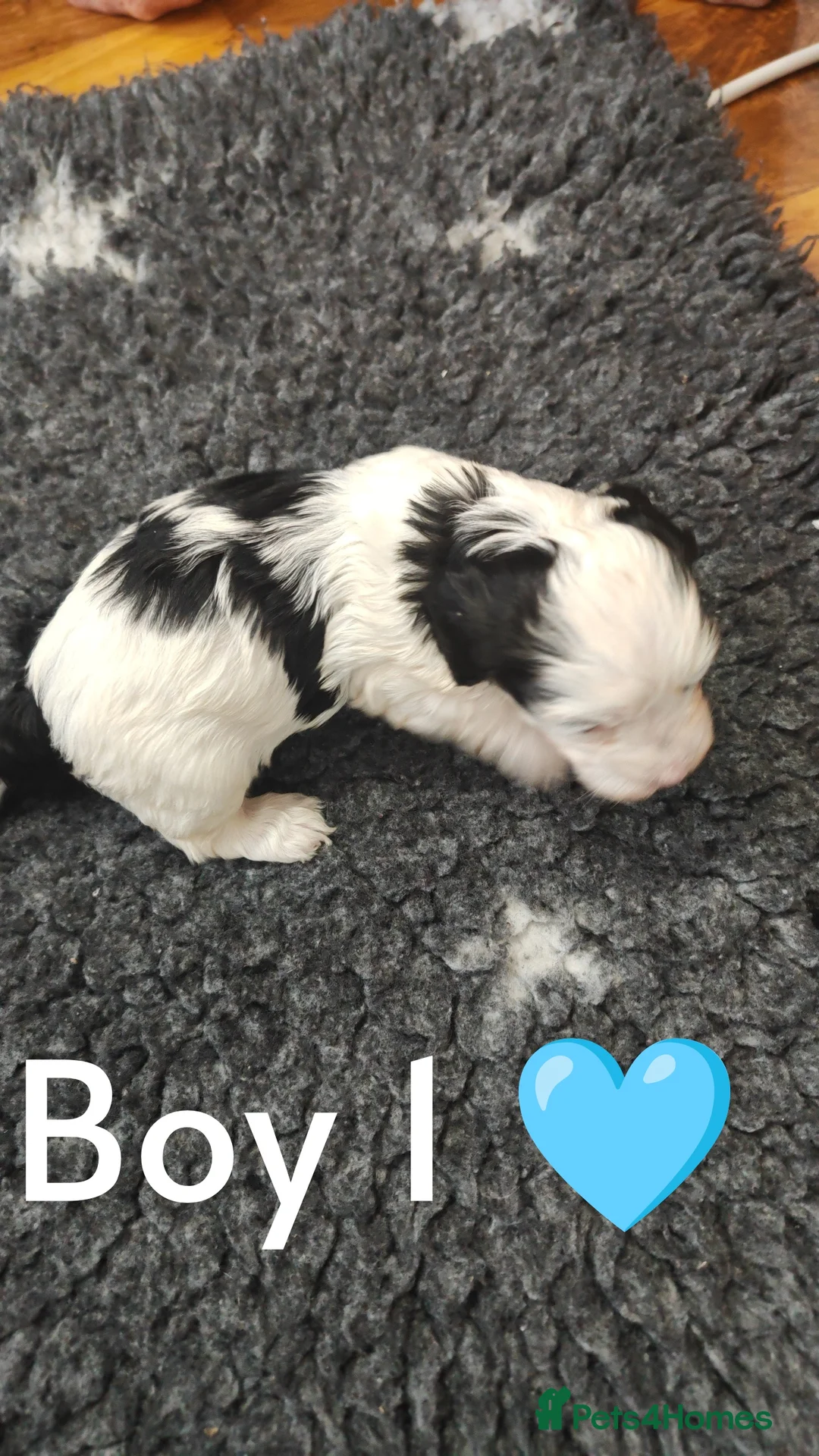 Havanese dogs for sale: Superb litter of K. C Registered havanese puppies - Advert 38
