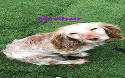 Cocker Spaniel dogs for sale: Stunning Cocker spaniel puppy's  - Image 9