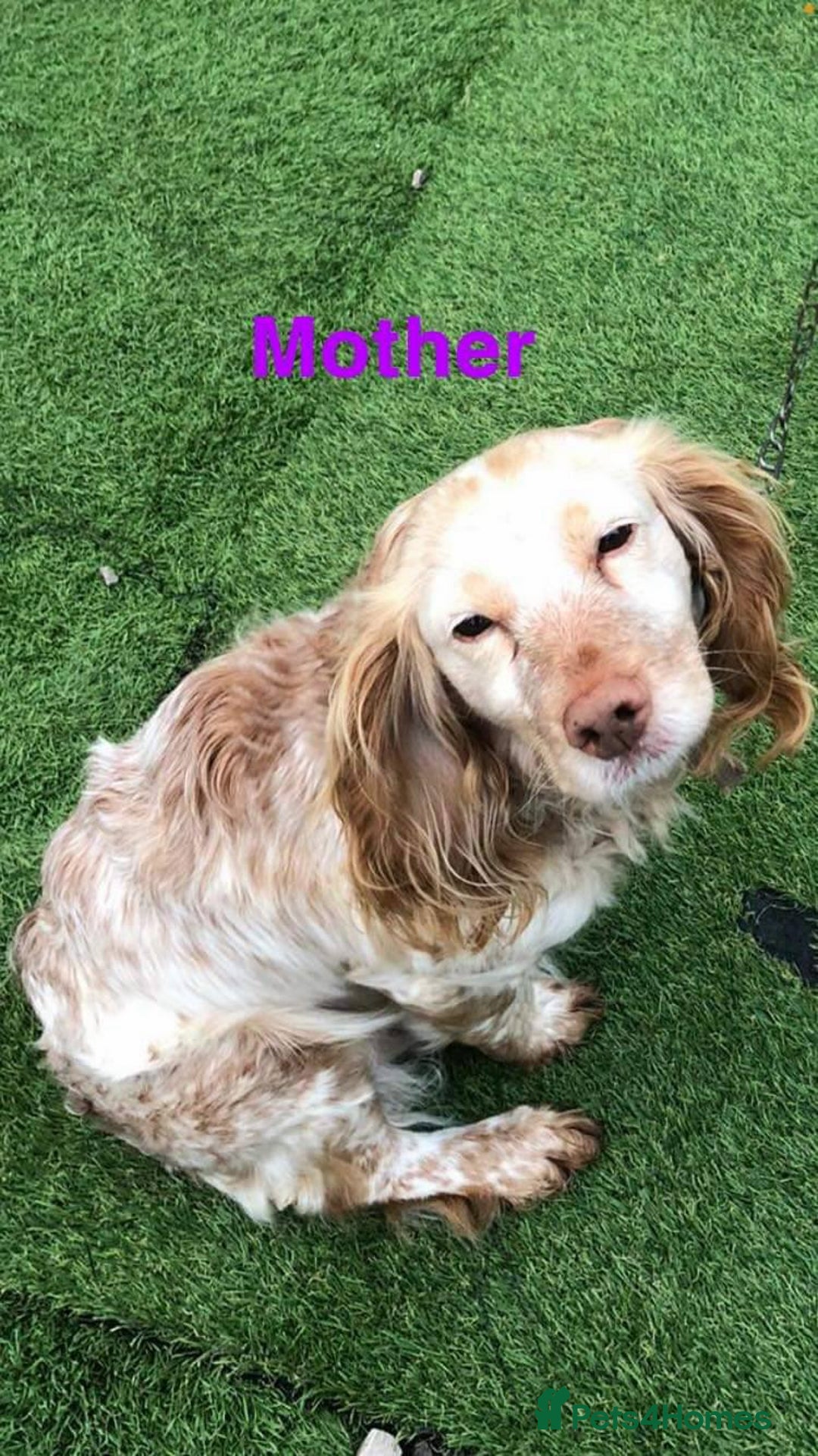 Cocker Spaniel dogs for sale: Stunning Cocker spaniel puppy's  - Image 9