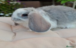 French Lop rabbits for sale: Pure bred french lop babies - Image 12