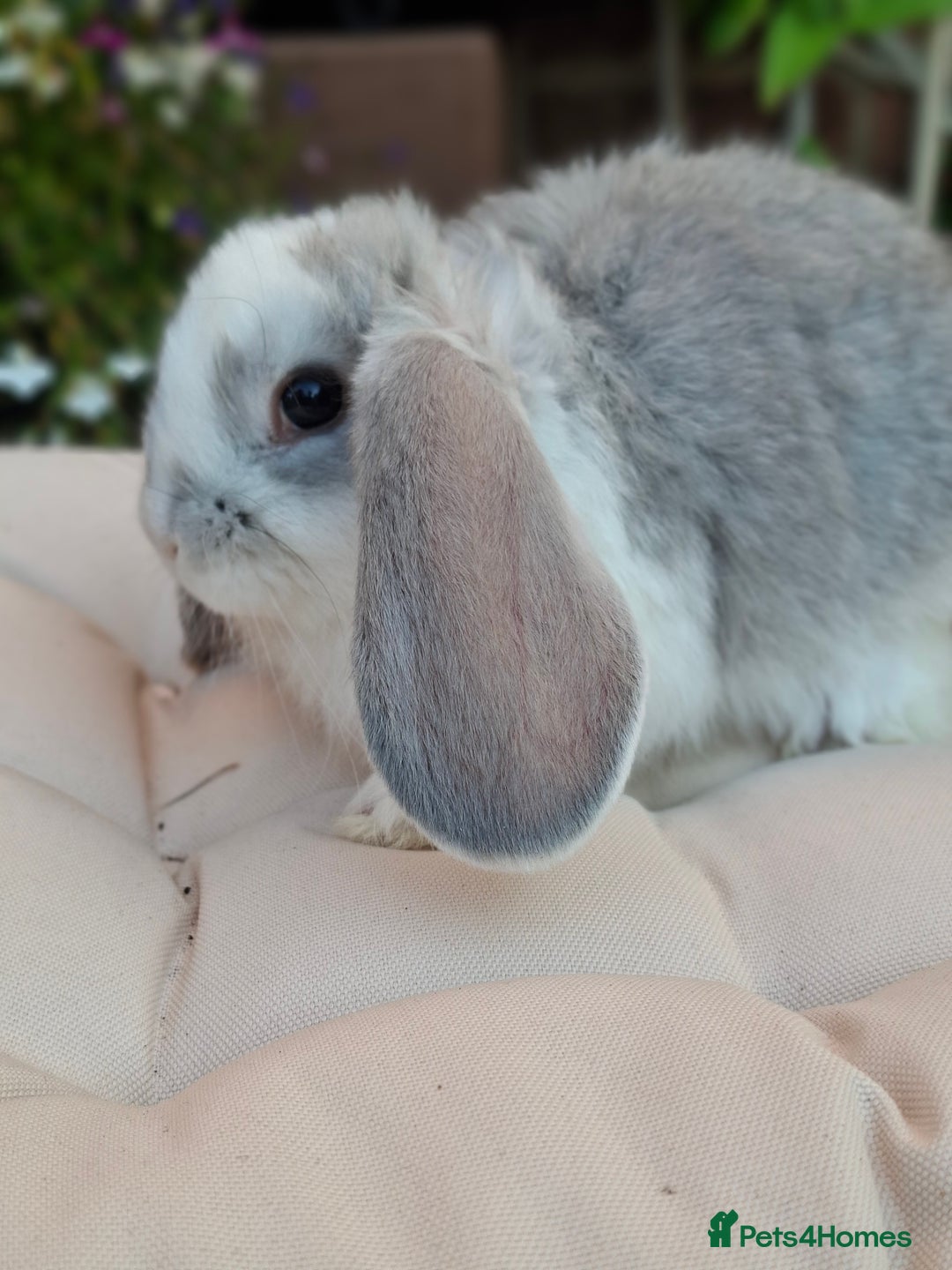French Lop rabbits for sale: Pure bred french lop babies - Image 12