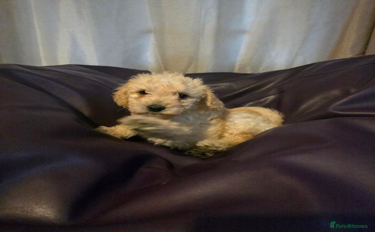 Mixed Breed dogs Poodles cross patterdale boy pupies - Advert 4