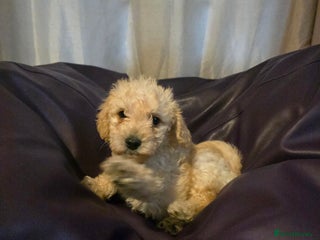 Mixed Breed dogs for sale: Poodles cross patterdale boy pupies - Advert 1