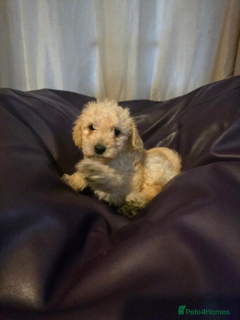 Mixed Breed dogs Poodles cross patterdale boy pupies - Advert 3