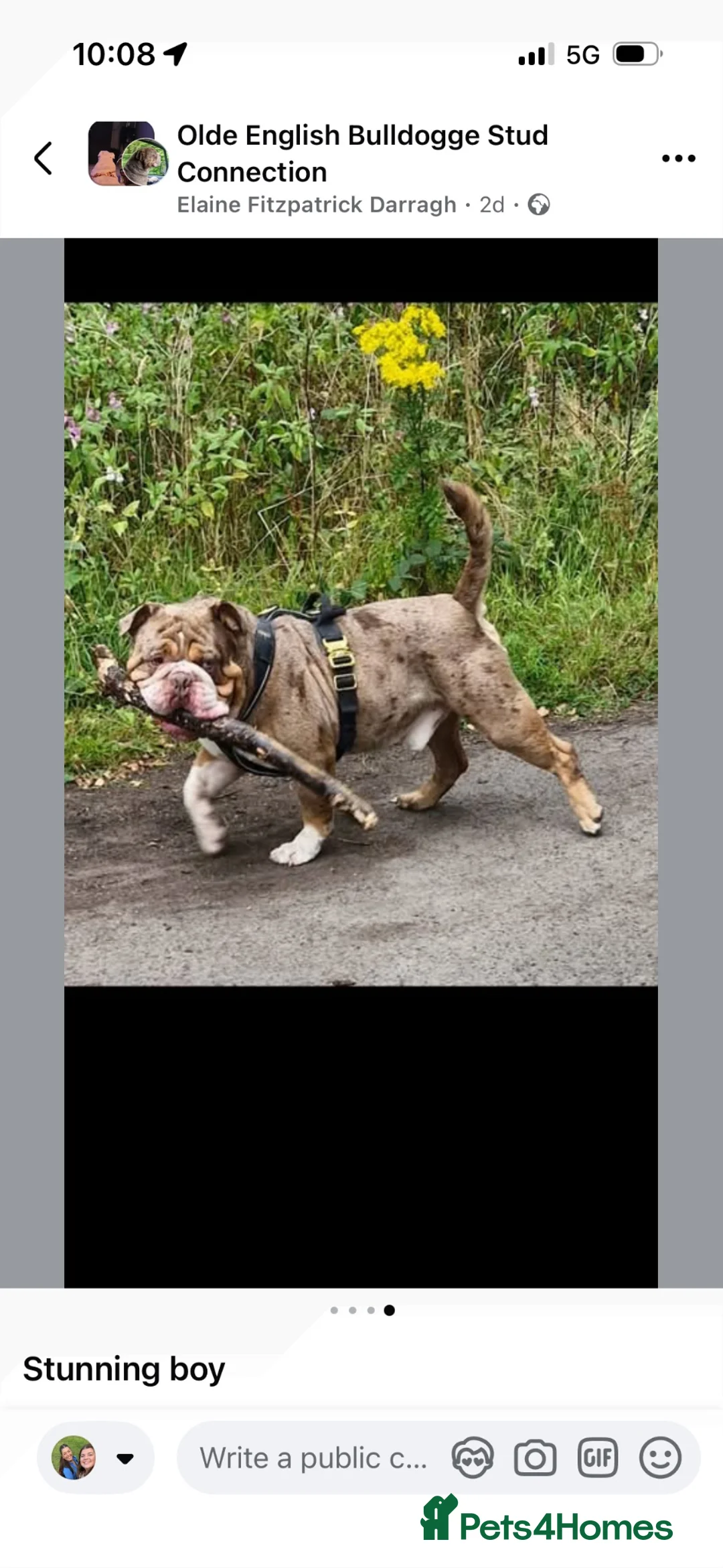 Olde English Bulldogge dogs for sale: 3 Olde English bulldogges READY FOR NEW HOMES ✨  - Advert 18
