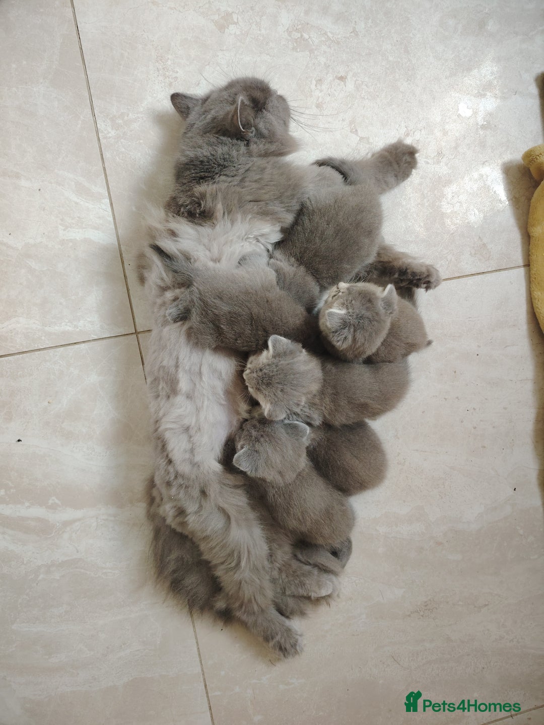 Scottish Fold cats for sale: Scottish and British mix - Image 6