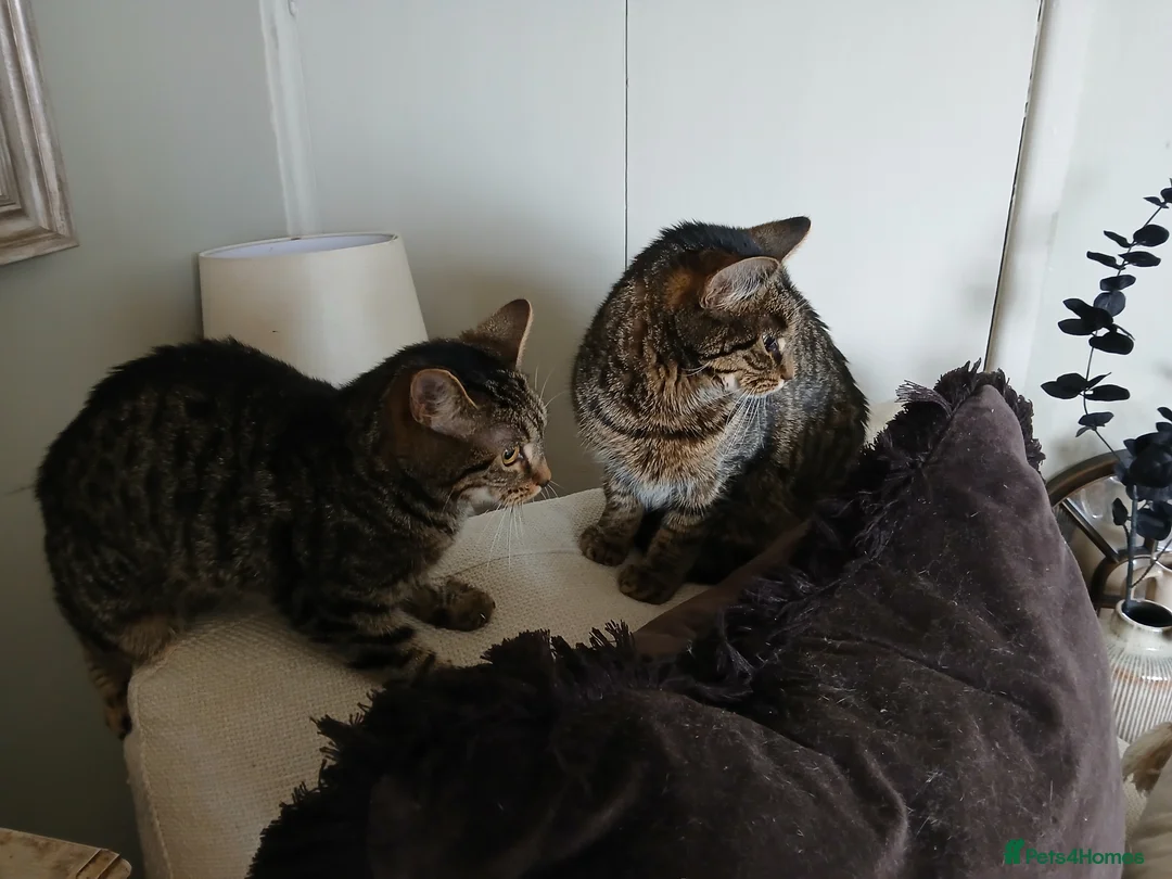 Bengal cats for sale: 3 Cats Need Loving Home - Advert 7