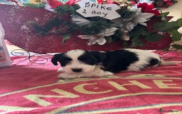 Bichon Frise dogs for sale: Bichon Frise X Bichon Havanez  - Image 4