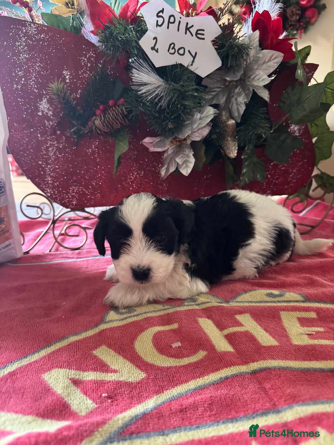 Bichon Frise dogs for sale: Bichon Frise X Bichon Havanez  - Image 4